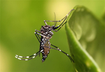 Did 'GMO mosquitoes' cause the #ZikaVirus outbreak?