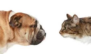 Dogs or Cats!?