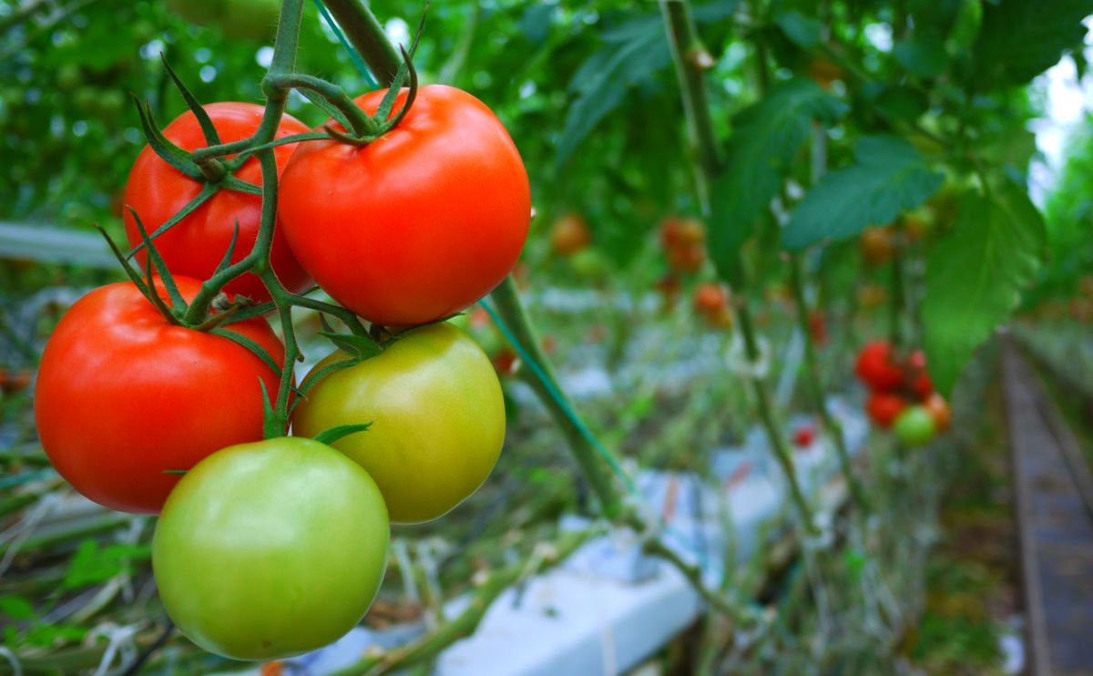 Are tomatoes a fruit or vegetable? 