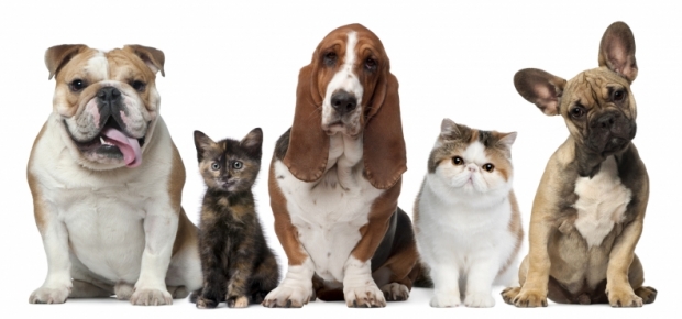 Cats or Dogs? 