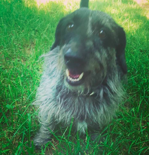 Is Chipper the Dog a good boy? 