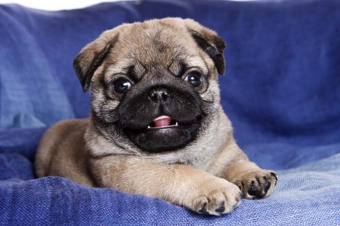 What do we think of this puppy?