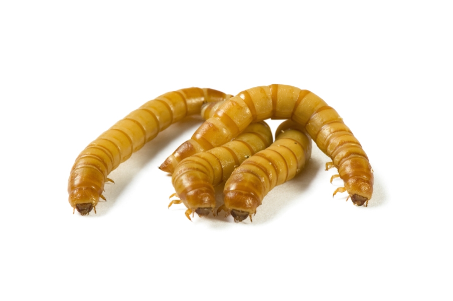 Could mealworms be the wonder food of the future?