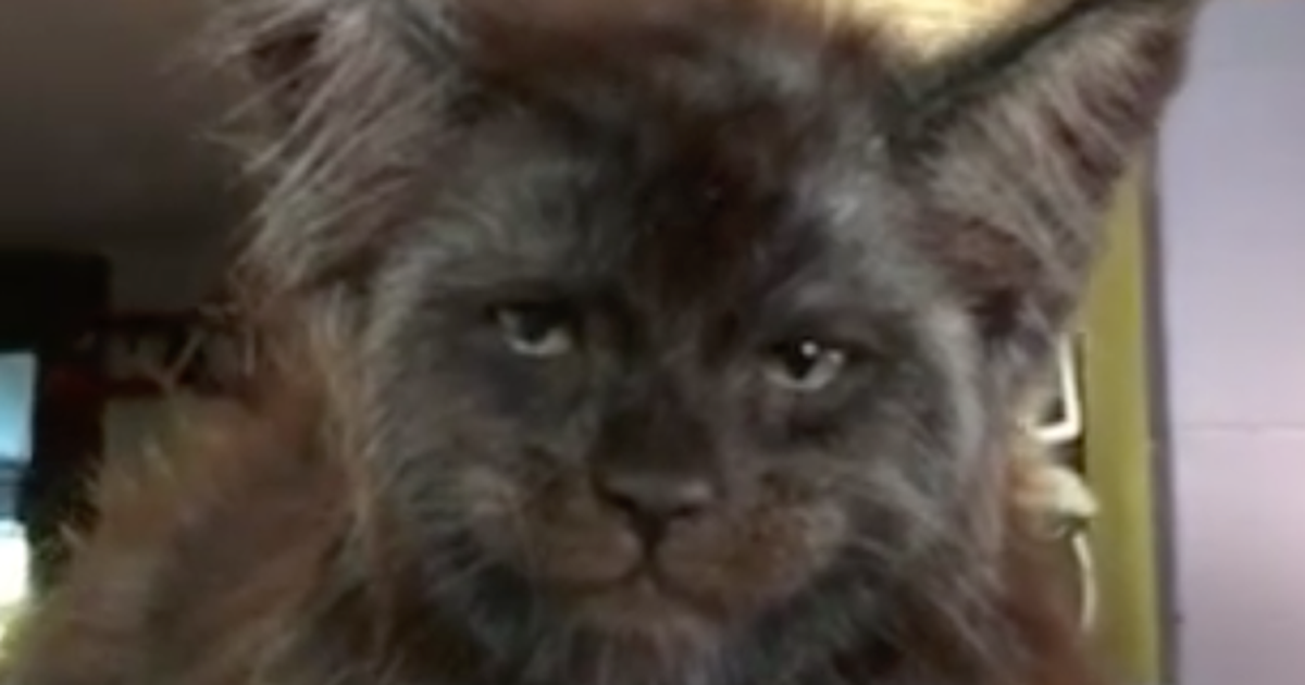 Is a cat with a human-like face spooky?