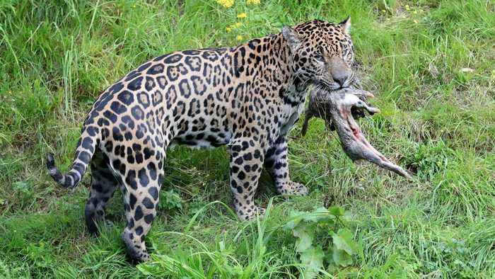 Are zoos still necessary?
