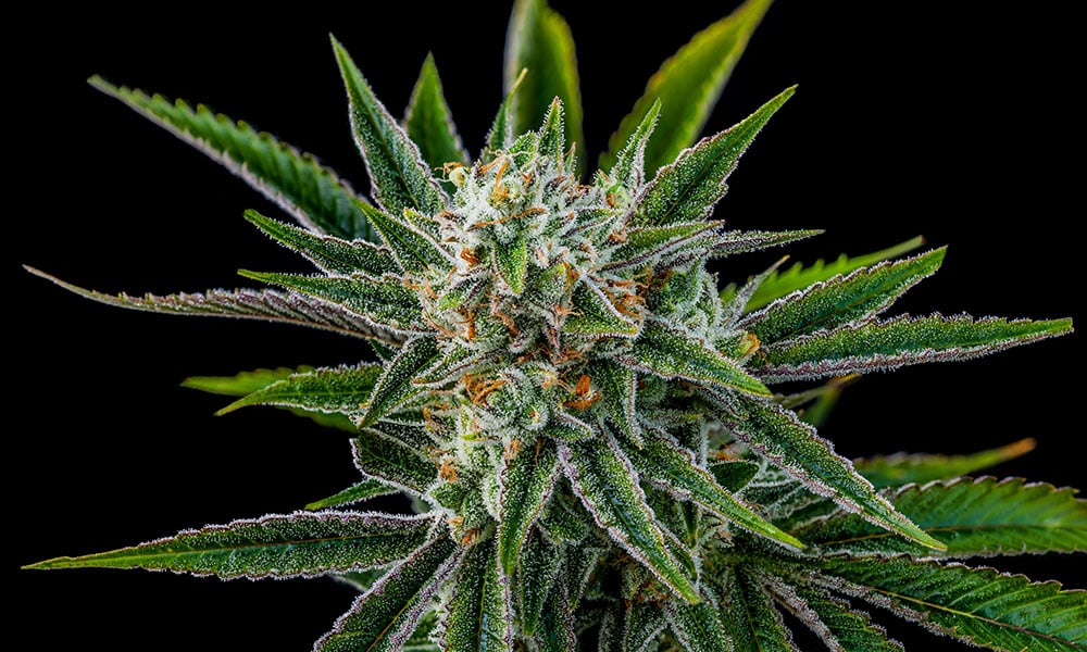 Do You Prefer Indica or Sativa?