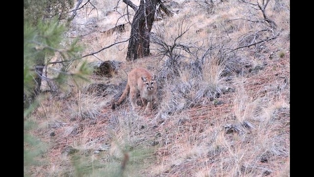 Should ODFW increase efforts to trap cougars within city limits?