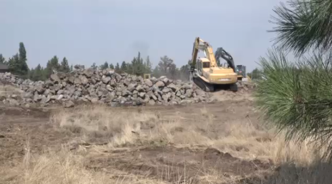 Should city governments ban removing most large trees?