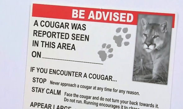 Should Oregon again allow hunting cougars with hounds?