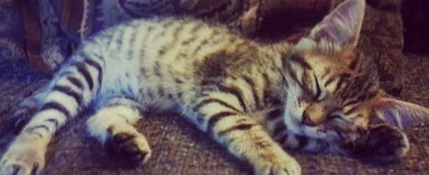 Is Sweet Pea the cutest kitten on the planet?