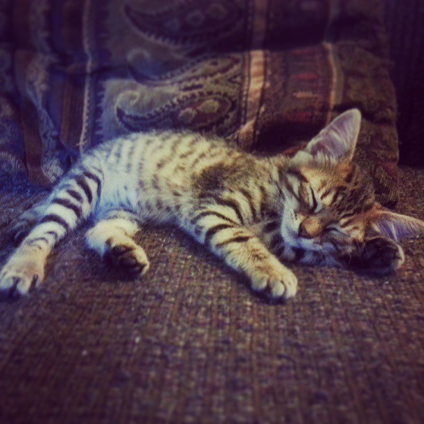 Is Sweet Pea the cutest kitten on the planet?