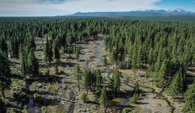 What should be done with the dead trees cut down along Hwy. 20?