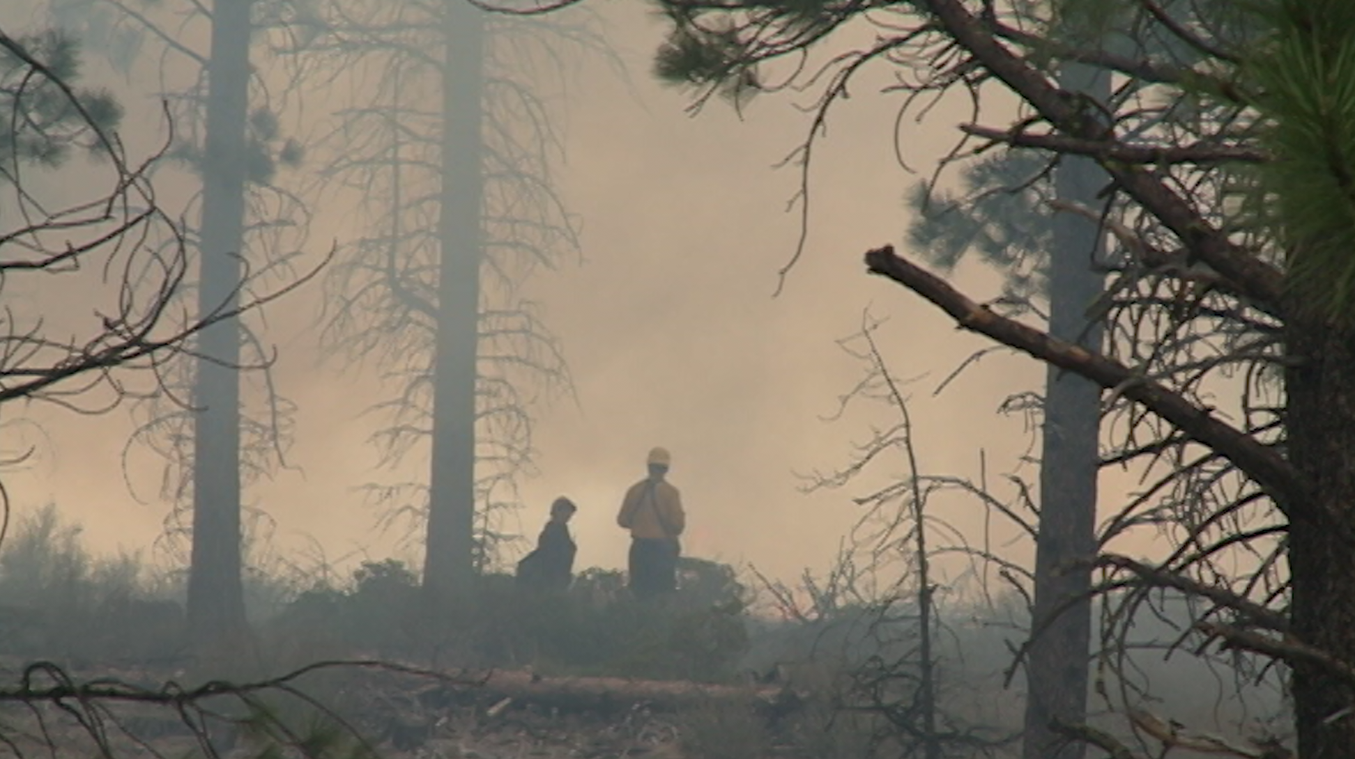 How do you think forest officials should go about reducing fuels?