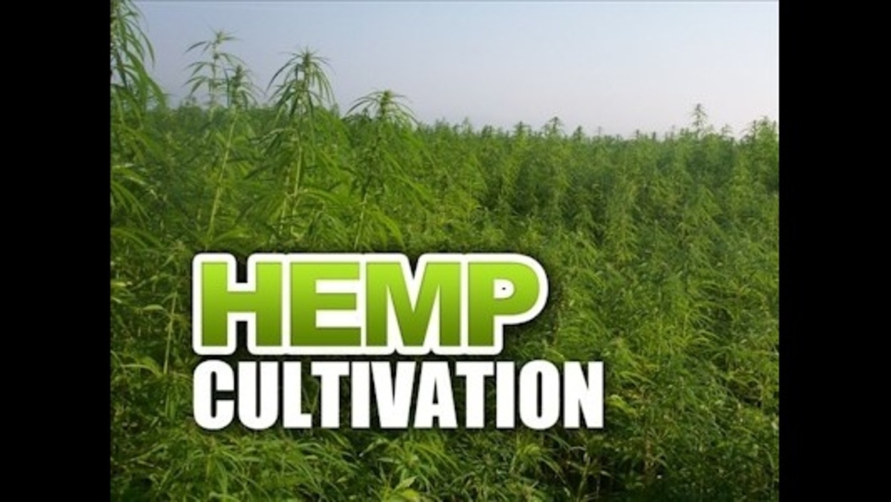 Do hemp's benefits outweigh neighbors' issues?