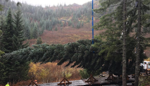 The Christmas tree debate: Which side are you on?