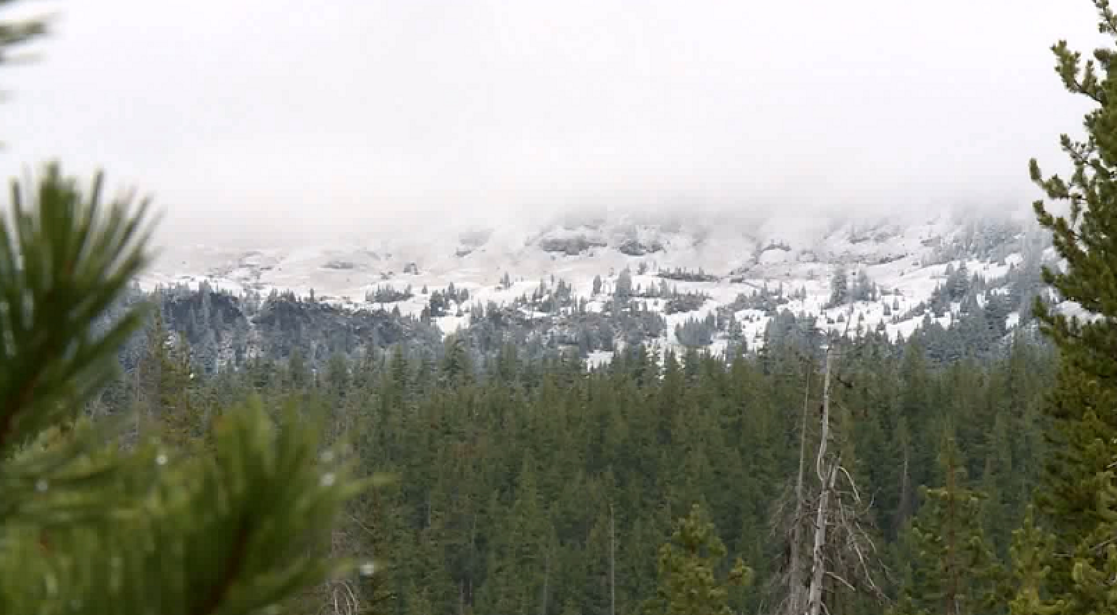 Do you cut your own Christmas tree to save money?