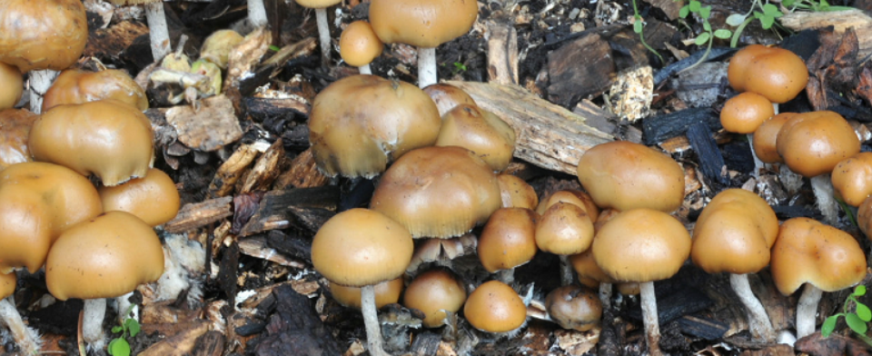 Do you think magic mushrooms should be legalized for medical use?