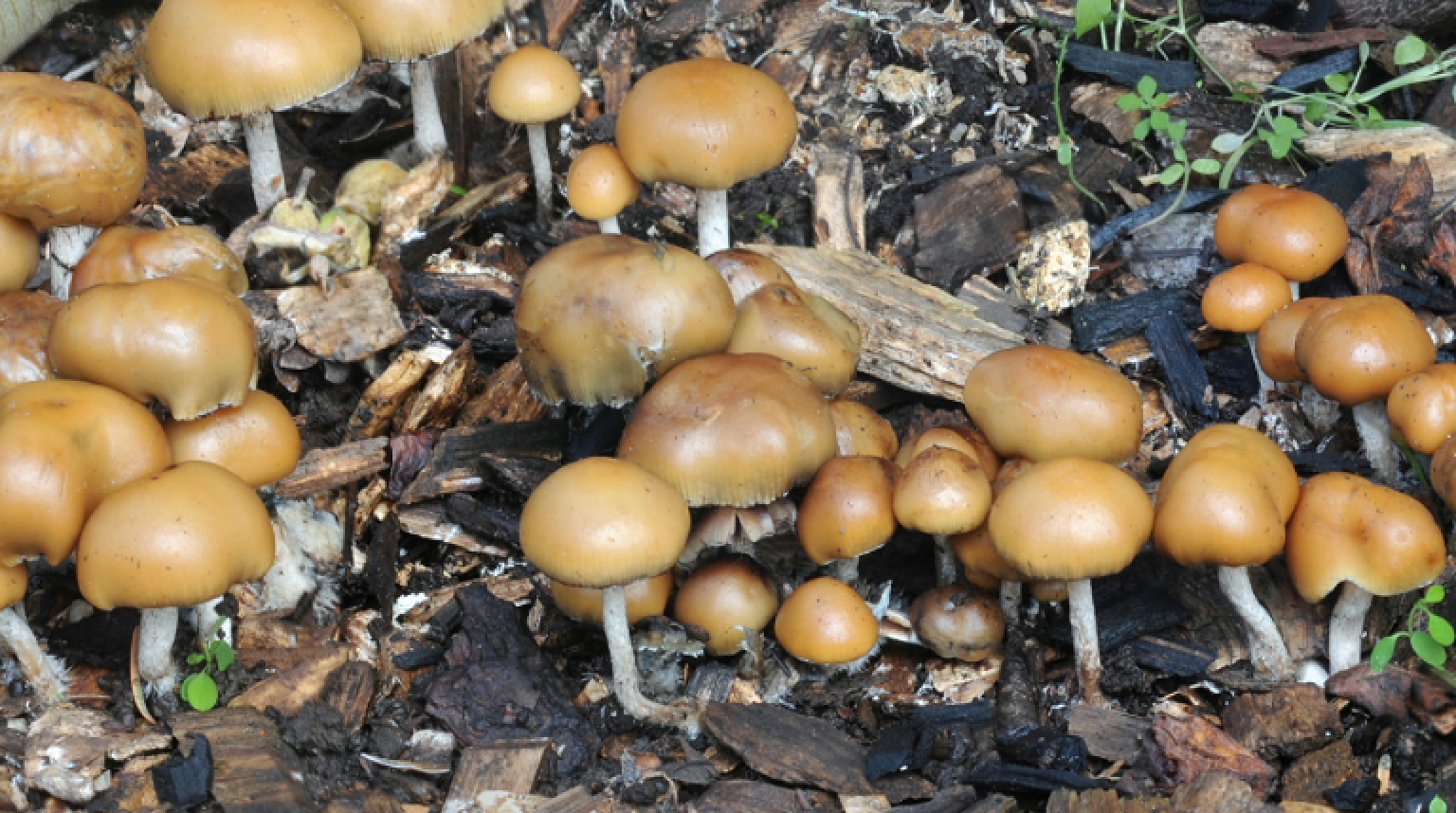 Do you think magic mushrooms should be legalized for medical use?