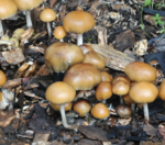 Do you think magic mushrooms should be legalized for medical use?