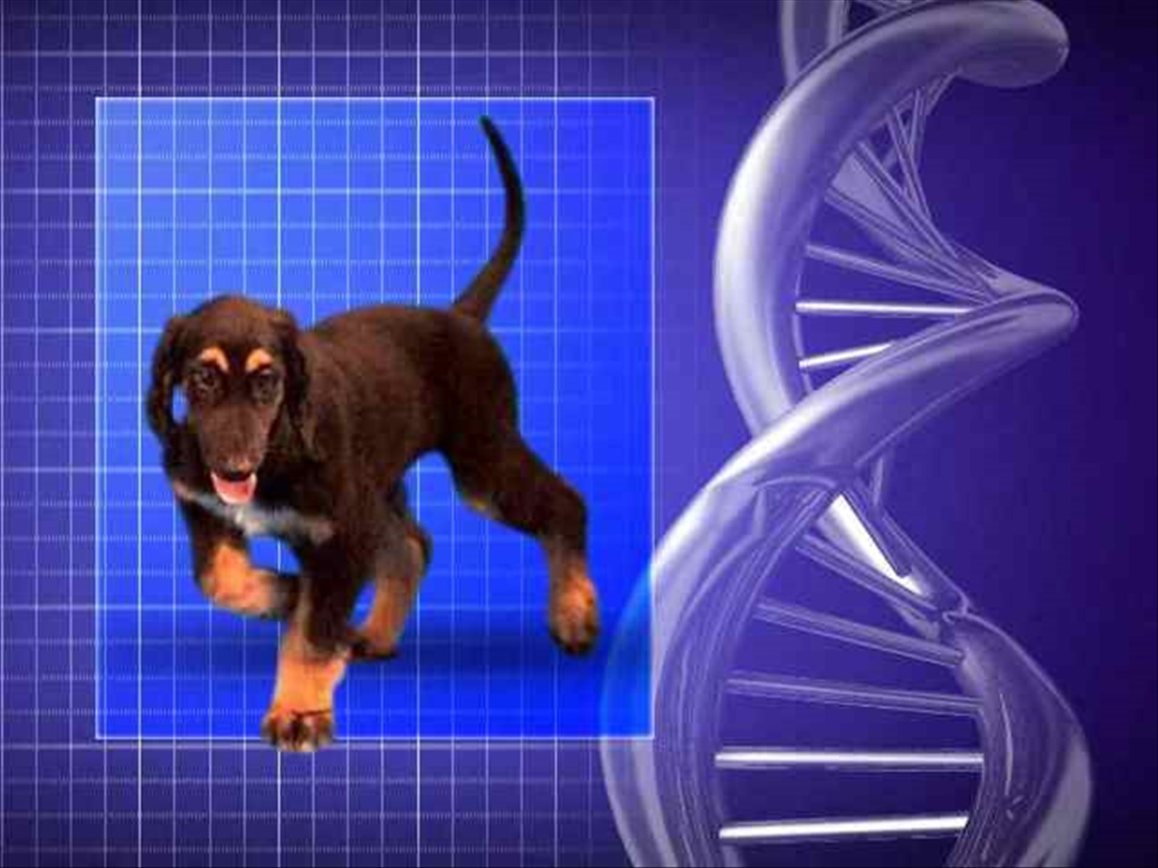 Would you clone your pet? 