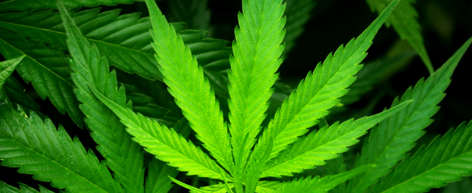 Do you support legalizing marijuana on the federal level?