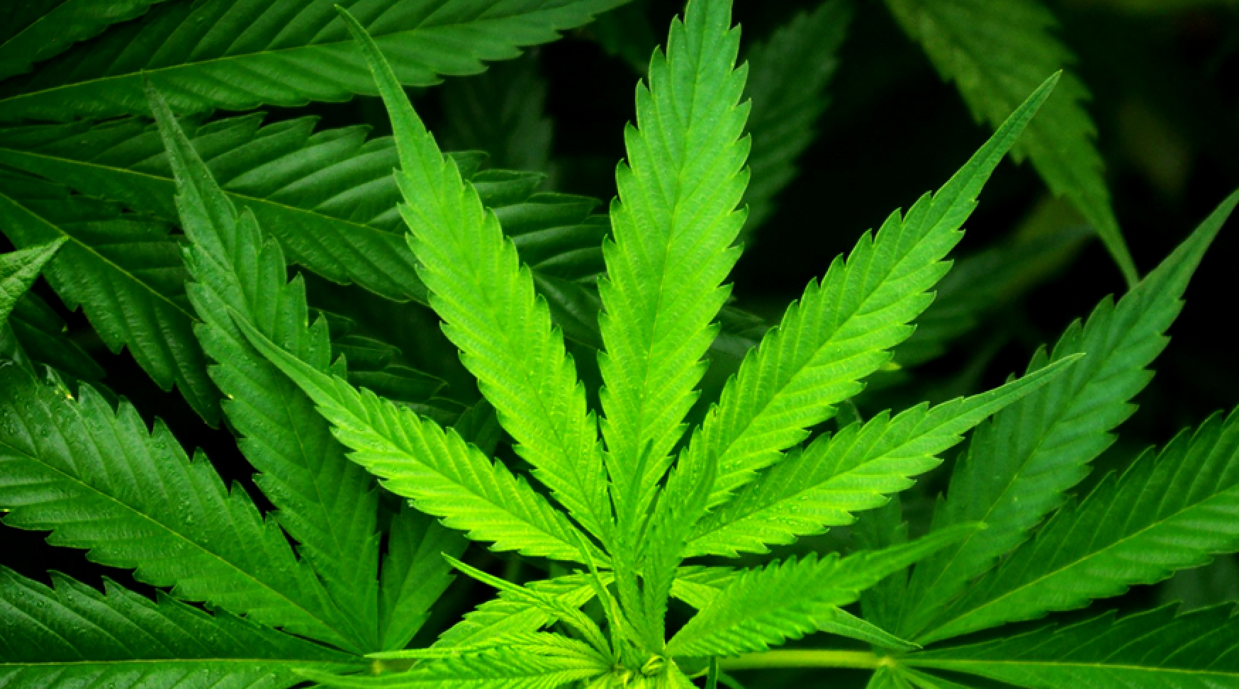 Do you support legalizing marijuana on the federal level?