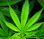 Do you support legalizing marijuana on the federal level?