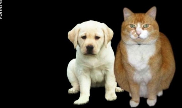 Have pet fees for rentals deterred you from getting a pet?