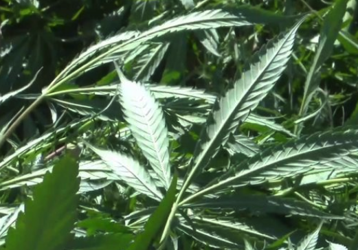 Should the federal gov. decriminalize and regulate marijuana?