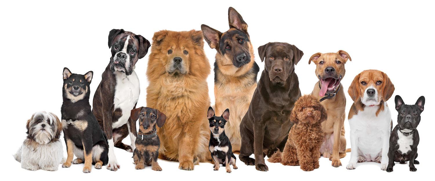 WHAT KIND OF DOG SHOULD TRUMP GET?