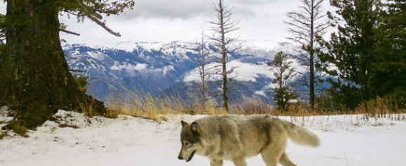 Do you agree with stripping protections for gray wolves?