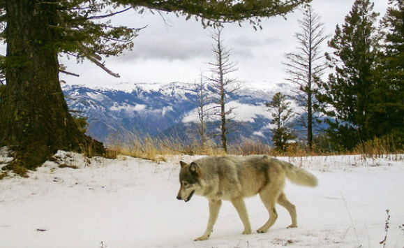 Do you agree with stripping protections for gray wolves?