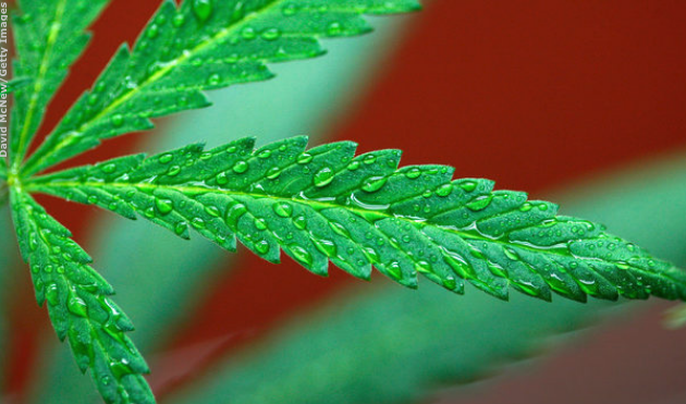 Are you using/interested in using CBD-infused products?