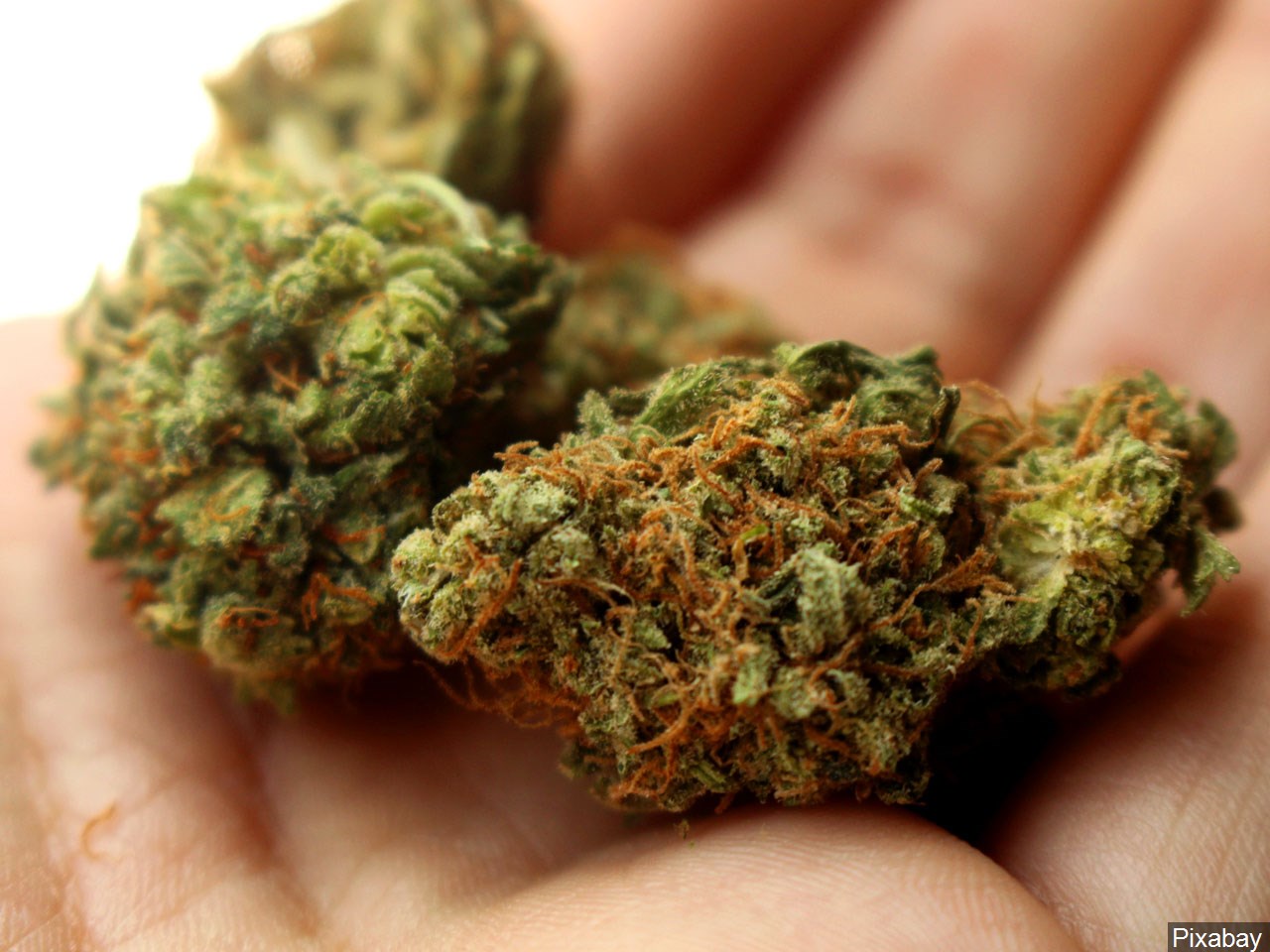 Should Calexico allow cannabis retailers? 
