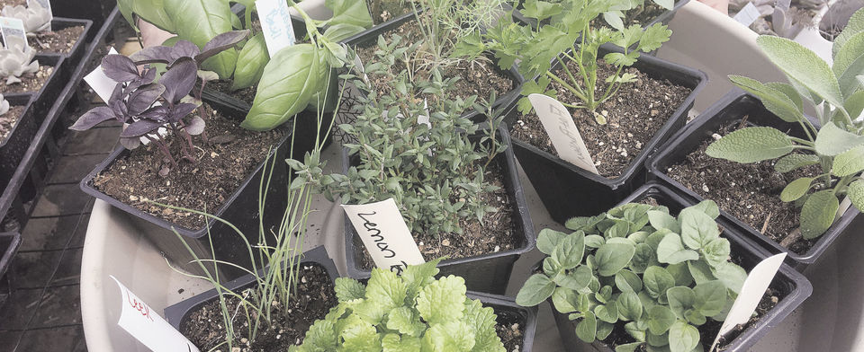 Will you be planting any herbs in your garden?