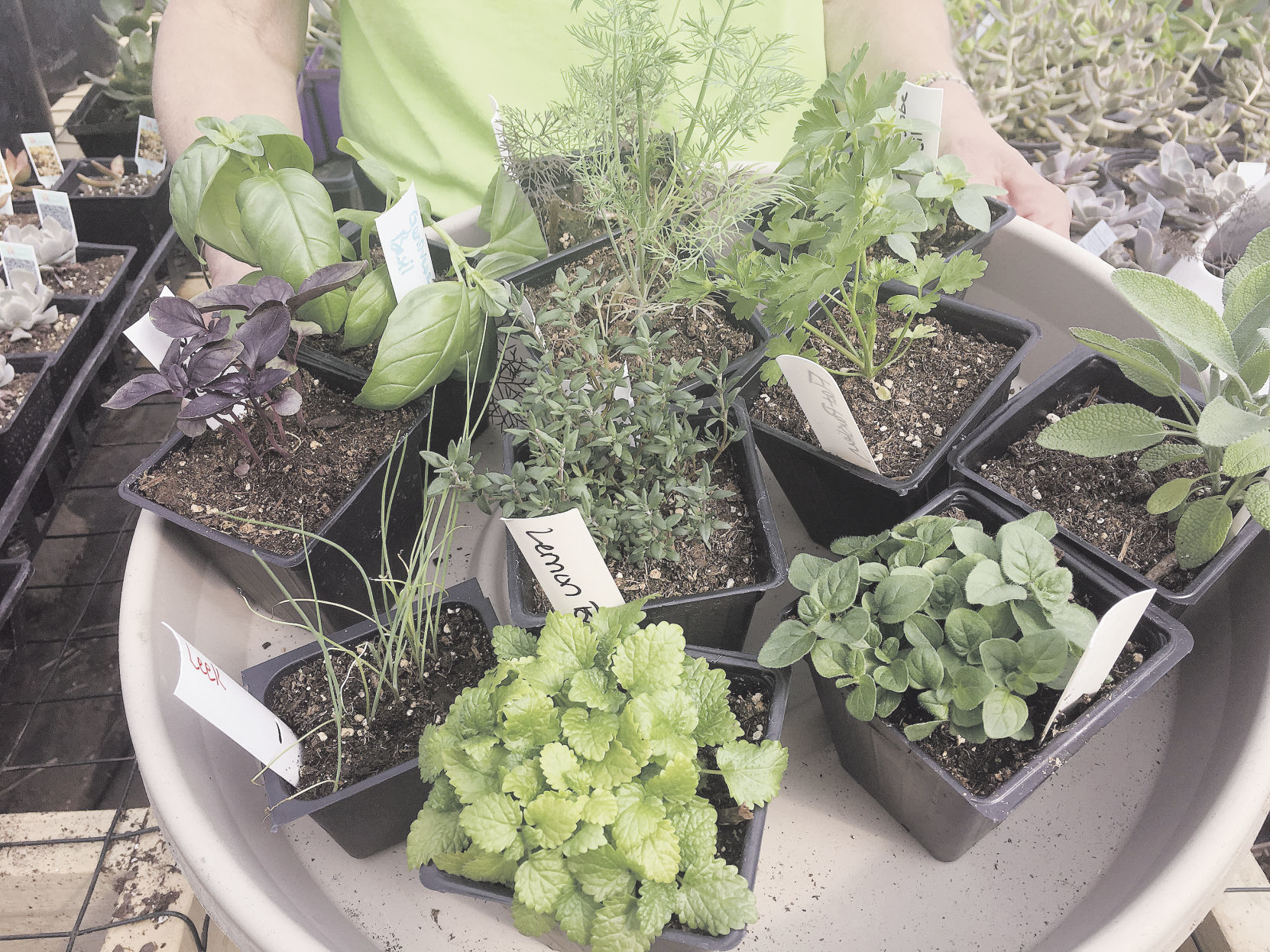 Will you be planting any herbs in your garden?
