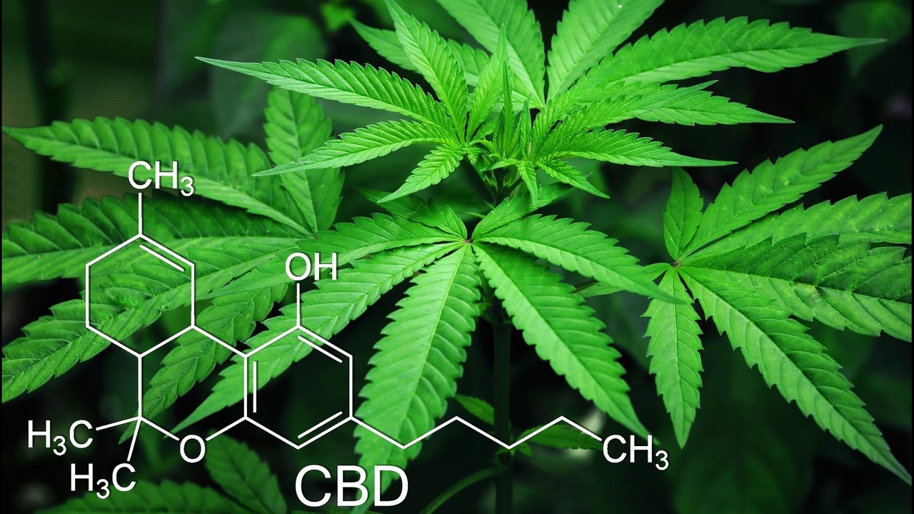 Do you think industrial hemp will bring more business to Yuma?