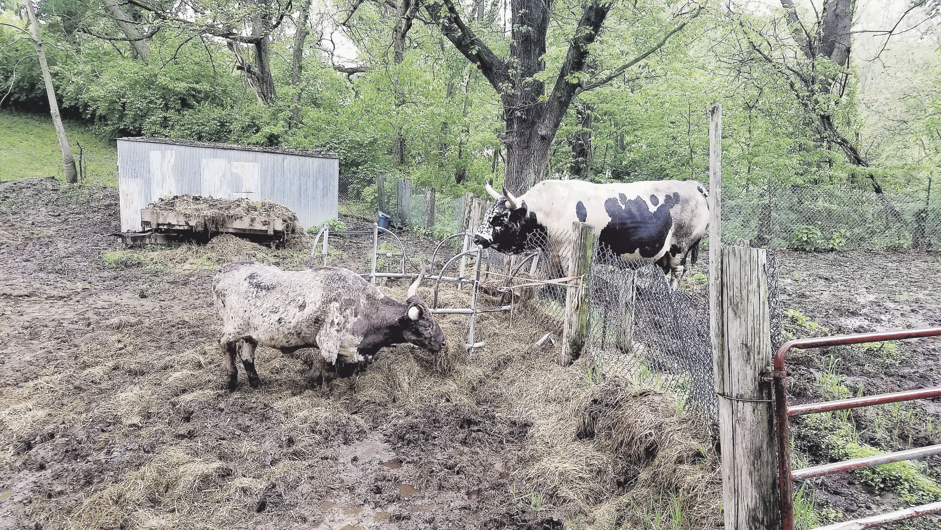 Should the City Council sell the animals at Krug Park?