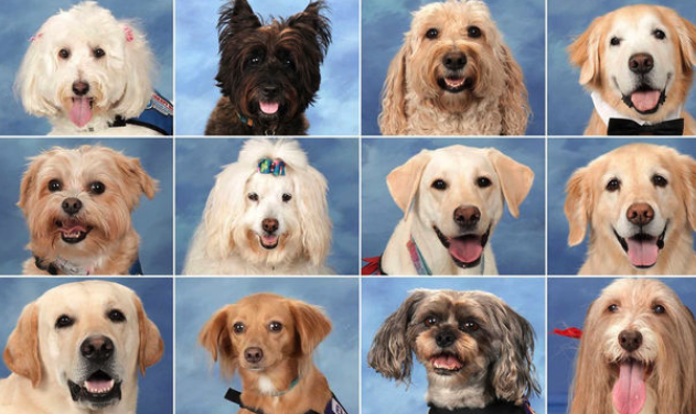 How did you (or will you) get your household pets?