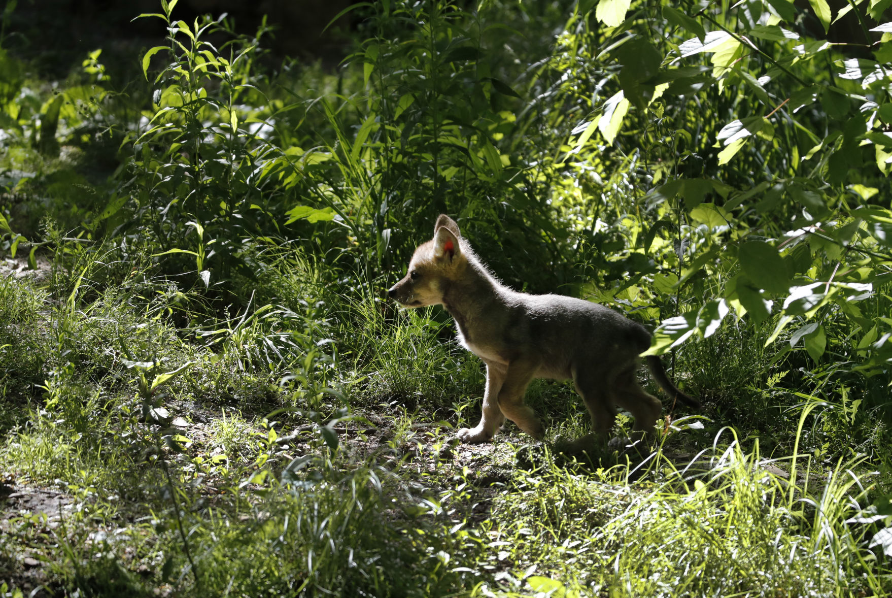 Should endangered species be protected at farmers' expense?