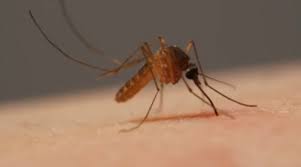 Do you buy preventative mosquito products?