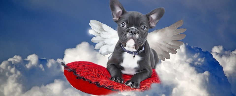 Do you think all dogs go to heaven?