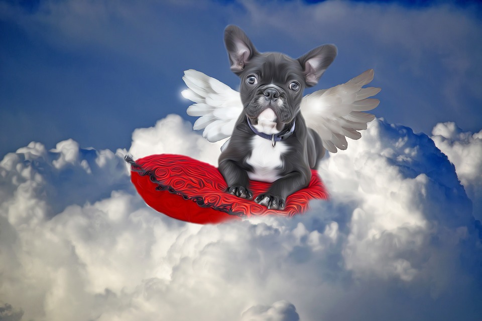 Do you think all dogs go to heaven?