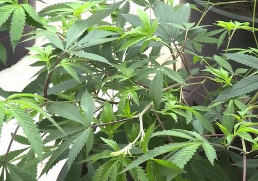 Would you vote to ban marijuana production in Deschutes County?
