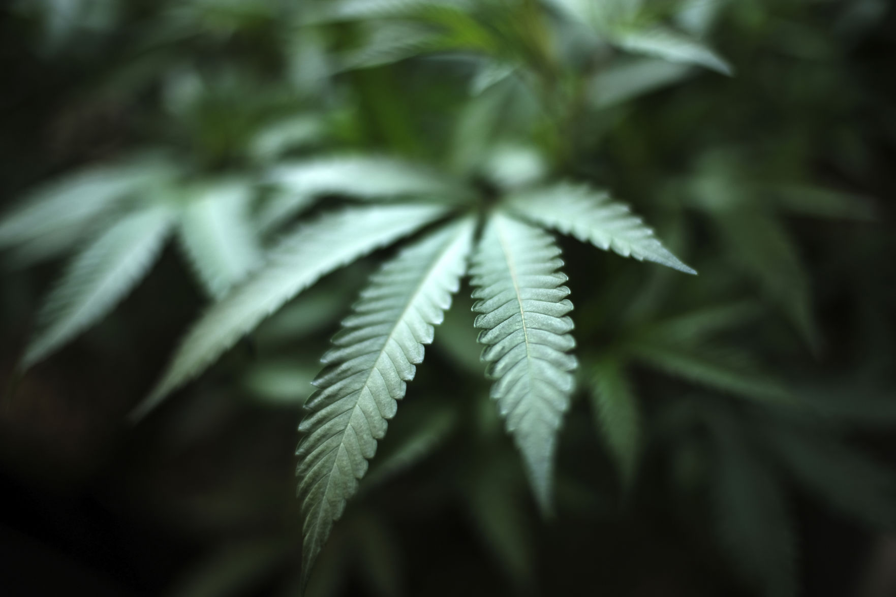 Should minor marijuana possession be de-criminalized?