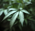 Should minor marijuana possession be de-criminalized?