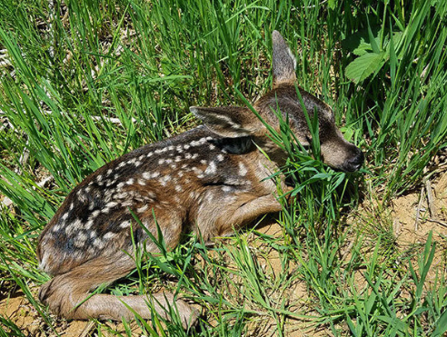 Do you typically feed wildlife?