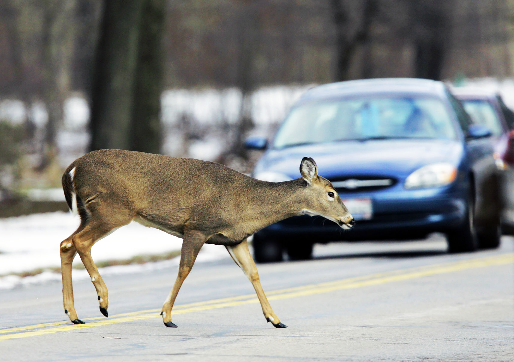 Is it ever OK to eat roadkill?