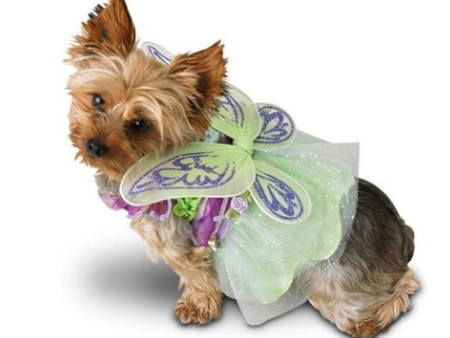 Do you dress your pet up for Halloween? 
