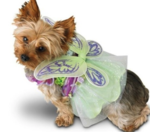 Do you dress your pet up for Halloween? 